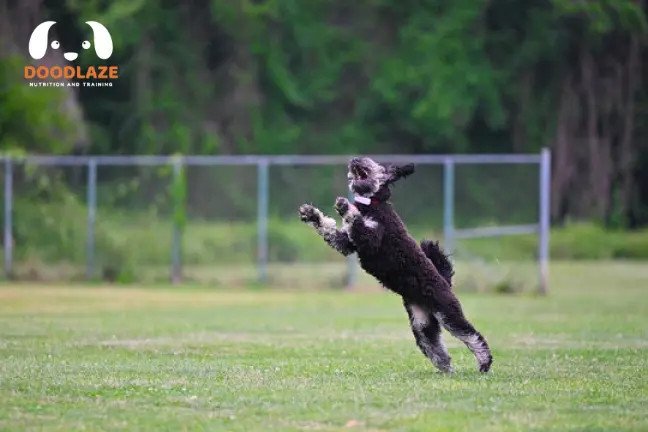 Bernedoodle Size Guide 2024: When Do These Dogs Stop Growing?