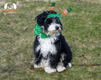 How to Measure Your Mini Bernedoodle