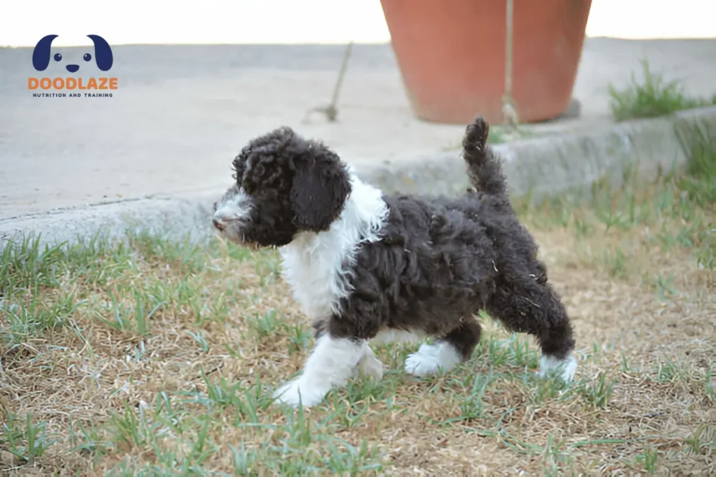 Mini Bernedoodle Breed Profile | Characteristics, Appearance, Care & Feeding Guide