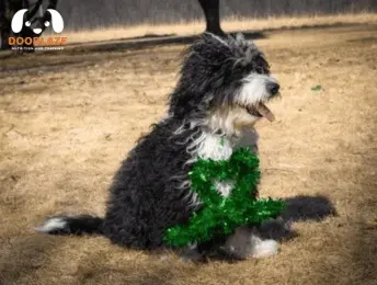 Mini Bernedoodle Characteristics And Appearance