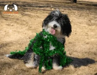 Mini Bernedoodle Temperament