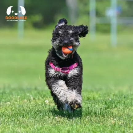 Standard Bernedoodle Size