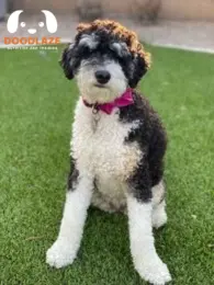 Tri Color Bernedoodle Researching Breeders