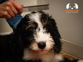 Tri Color Bernedoodle Unique Appearance