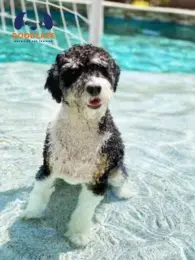 When Does Bernedoodles Fully Grow