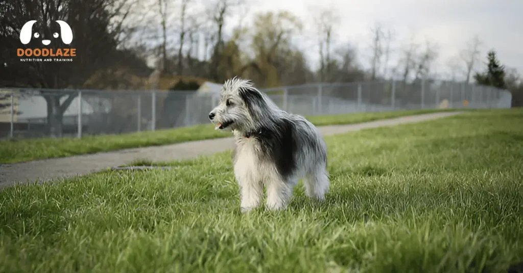 Mini Aussiedoodle Breed: Characteristics, Temperament, Facts, & Food