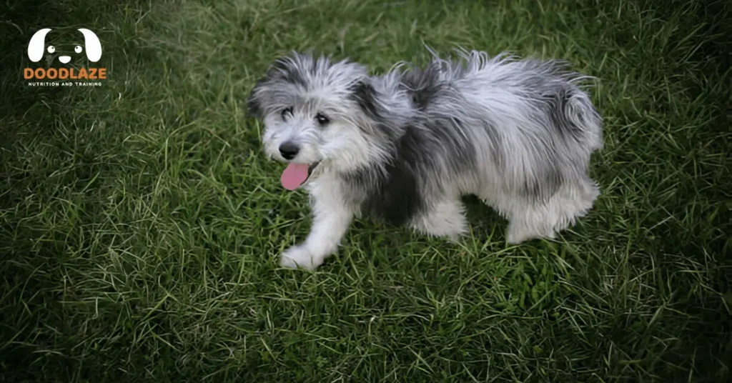 mini aussiedoodle 1