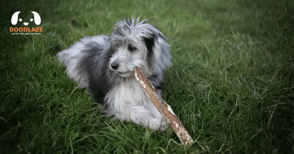 mini aussiedoodle size