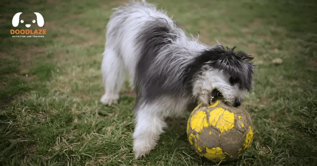 mini aussiedoodle temperament