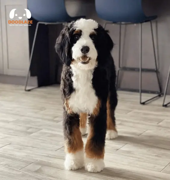 Bernedoodle Pros