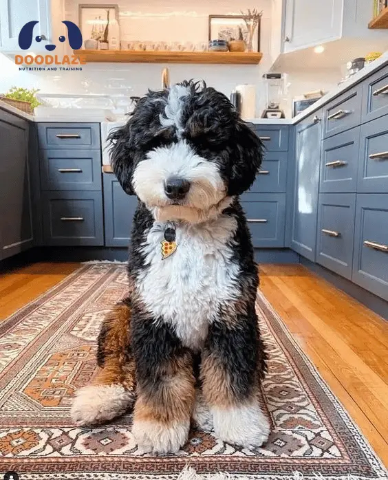 Can I get a mini bernedoodle which is not an F