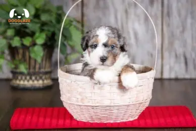 Common Merle Patterns in Bernedoodles