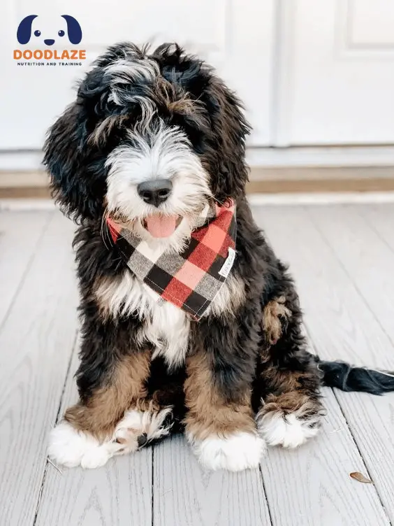 F1b Mini Bernedoodle | Arguably The Best Bernese Ever 2024