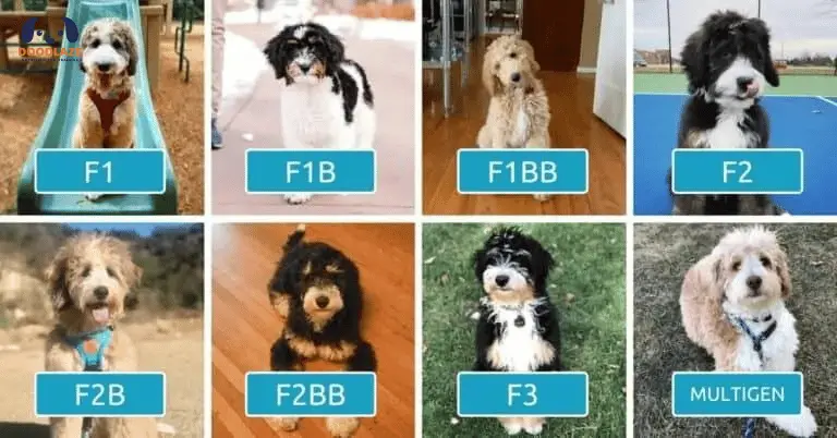 Generations of The Bernedoodles | A Complete Guide