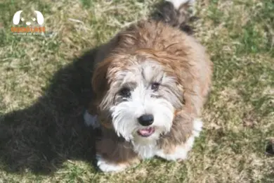 Merle Bernedoodle Health and Longevity