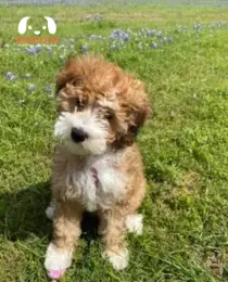 Merle Bernedoodle Temperament