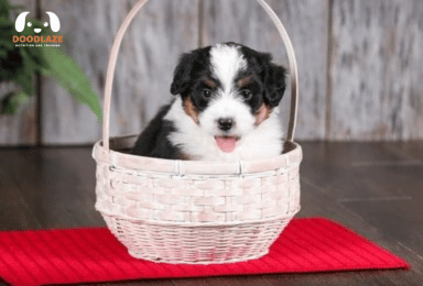 Mini Bernedoodle A Balanced Diet