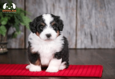 Mini Bernedoodle Lifespan | How To Make Them Live Longer?