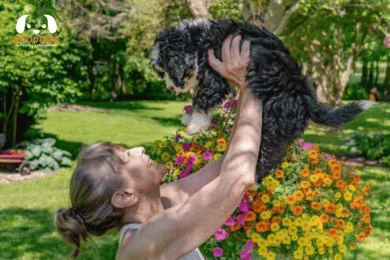 Mini Bernedoodle Regular Shower Shampooing