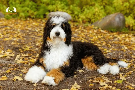 What Makes a Bernedoodle Special