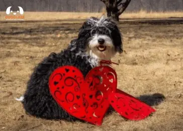 What is the bernedoodle black and white