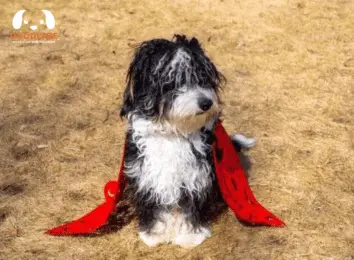 Will the Bernedoodle black and white fade