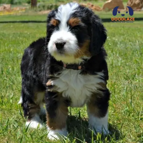 F1 Mini Bernedoodles dogs (1)