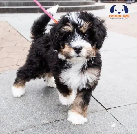 F1 Mini Bernedoodles puppies