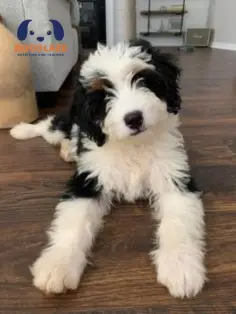 F1b bernedoodle breed