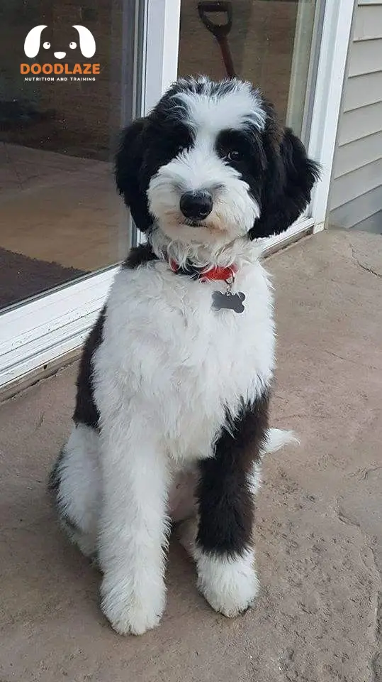 F1b bernedoodle generation