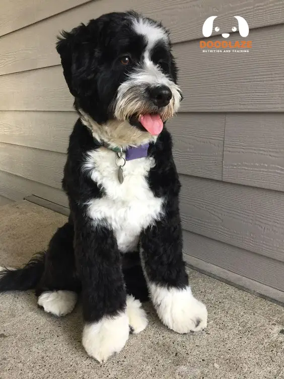 F1b bernedoodle