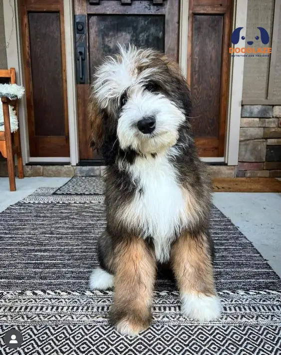 F2B bernedoodle full grown