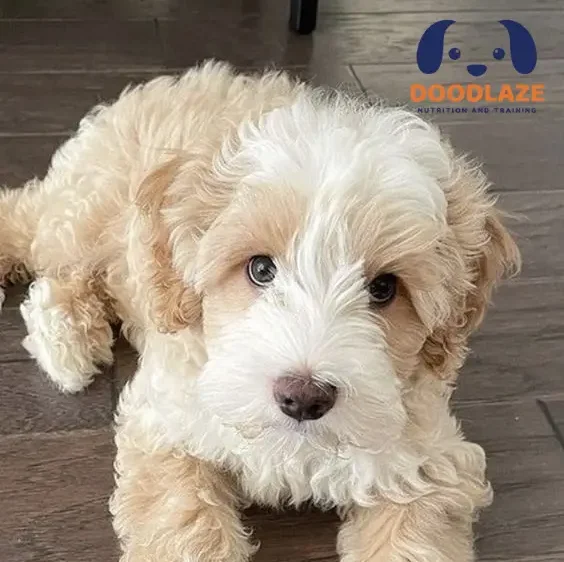 F2b breed bernedoodle e1729020621158