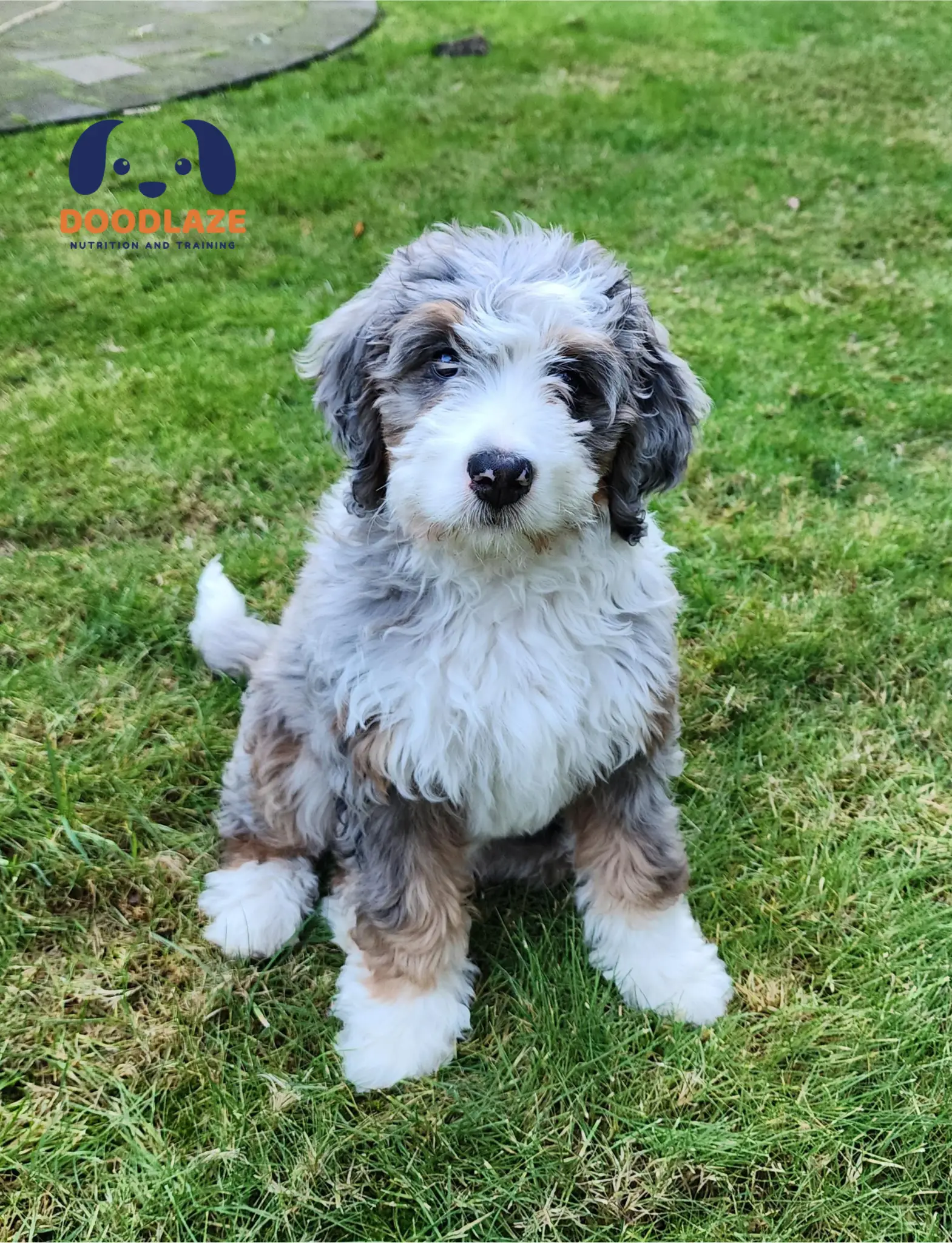 Tiny bernedoodle puppies