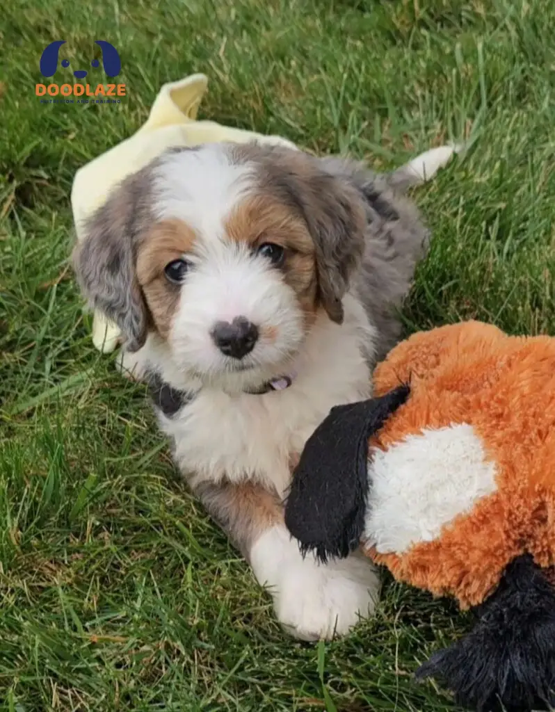 micro-mini bernedoodle dogs